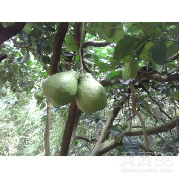 自家果園直供，白心蜜柚批發(fā)，甜潤(rùn)多汁，品質(zhì)保證